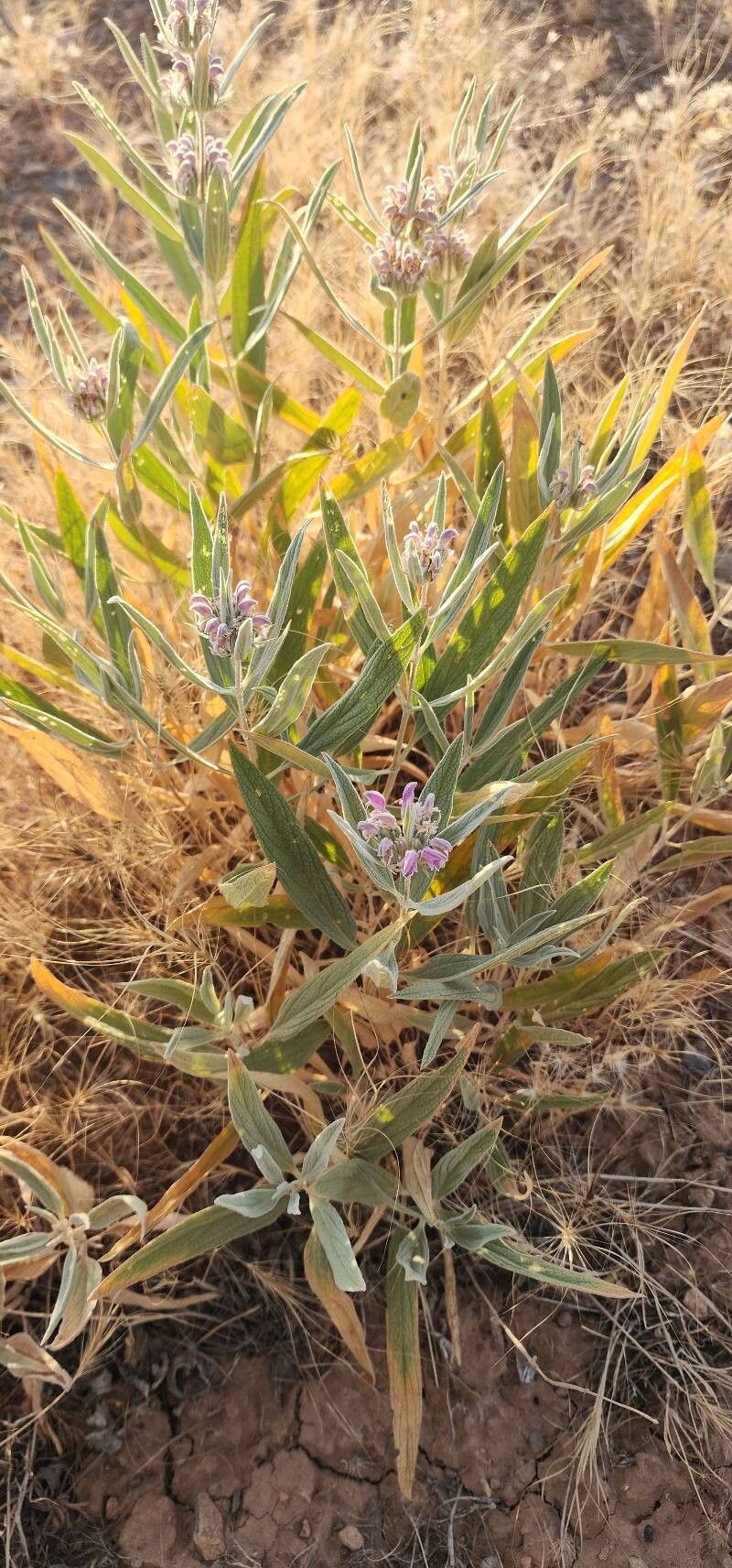 Phlomis anisodonta habit