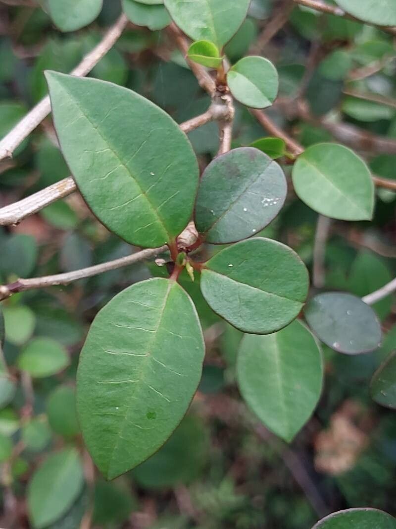 Euphorbia tetraptera — houseplant care guide