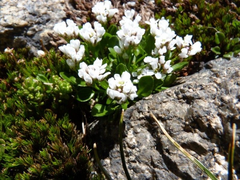 Cardamine alpina habit