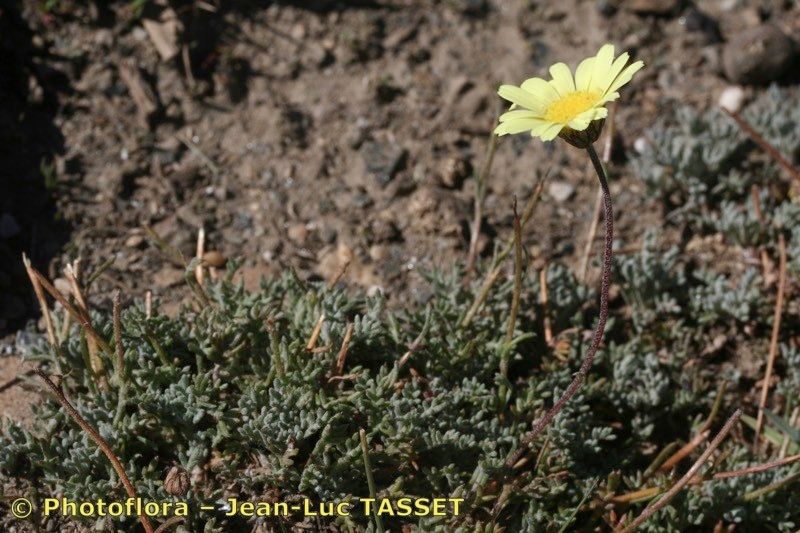 Leucanthemopsis pectinata habit