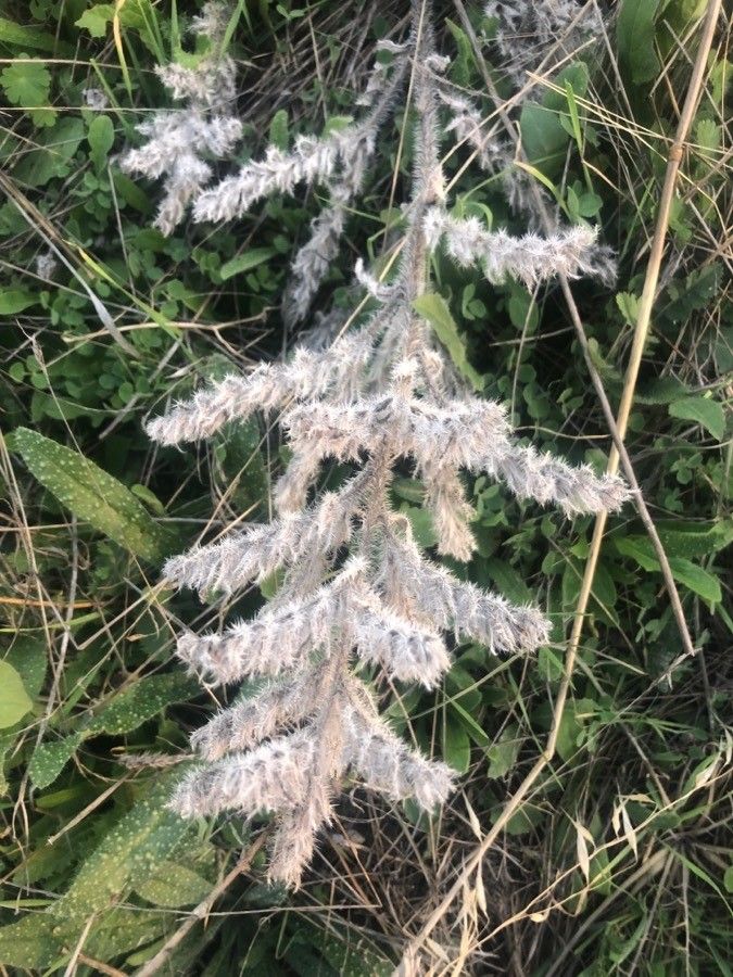 Echium italicum leaf
