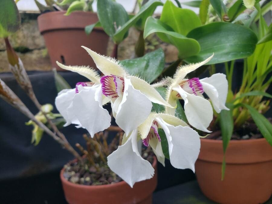 Dendrobium eximium flower