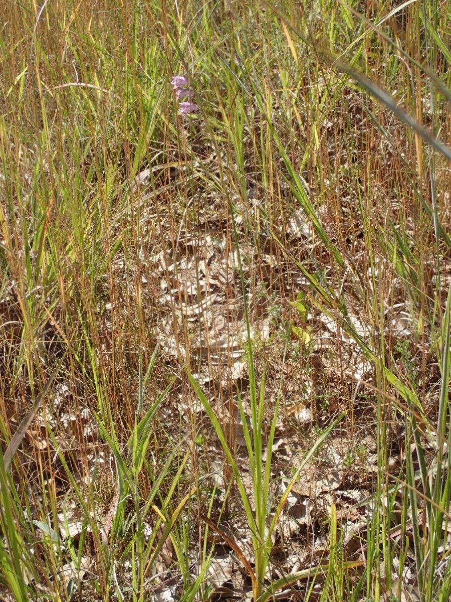 Gladiolus gregarius — search result for 'Gladiolus'