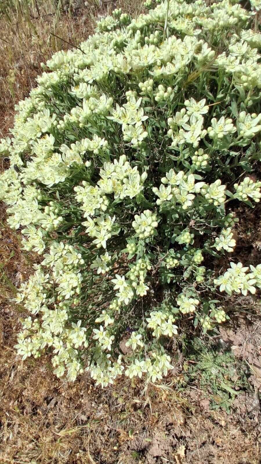 Haplophyllum megalanthum — related species from the same genus