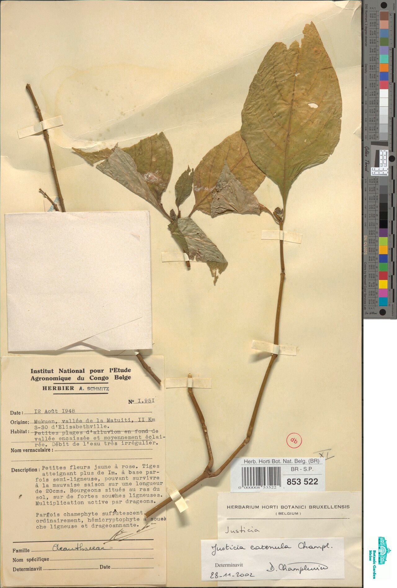 Justicia catenula — houseplant care guide