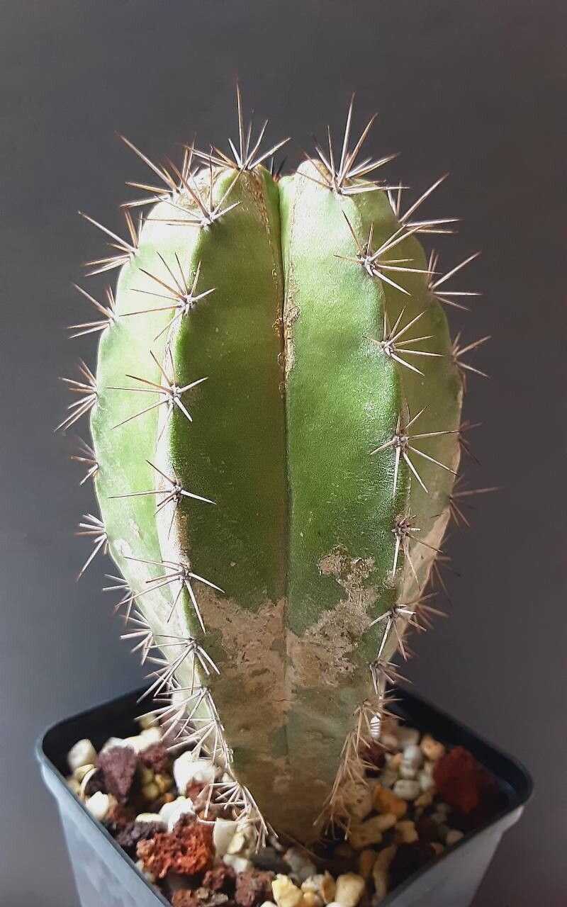 Stenocereus gummosus habit