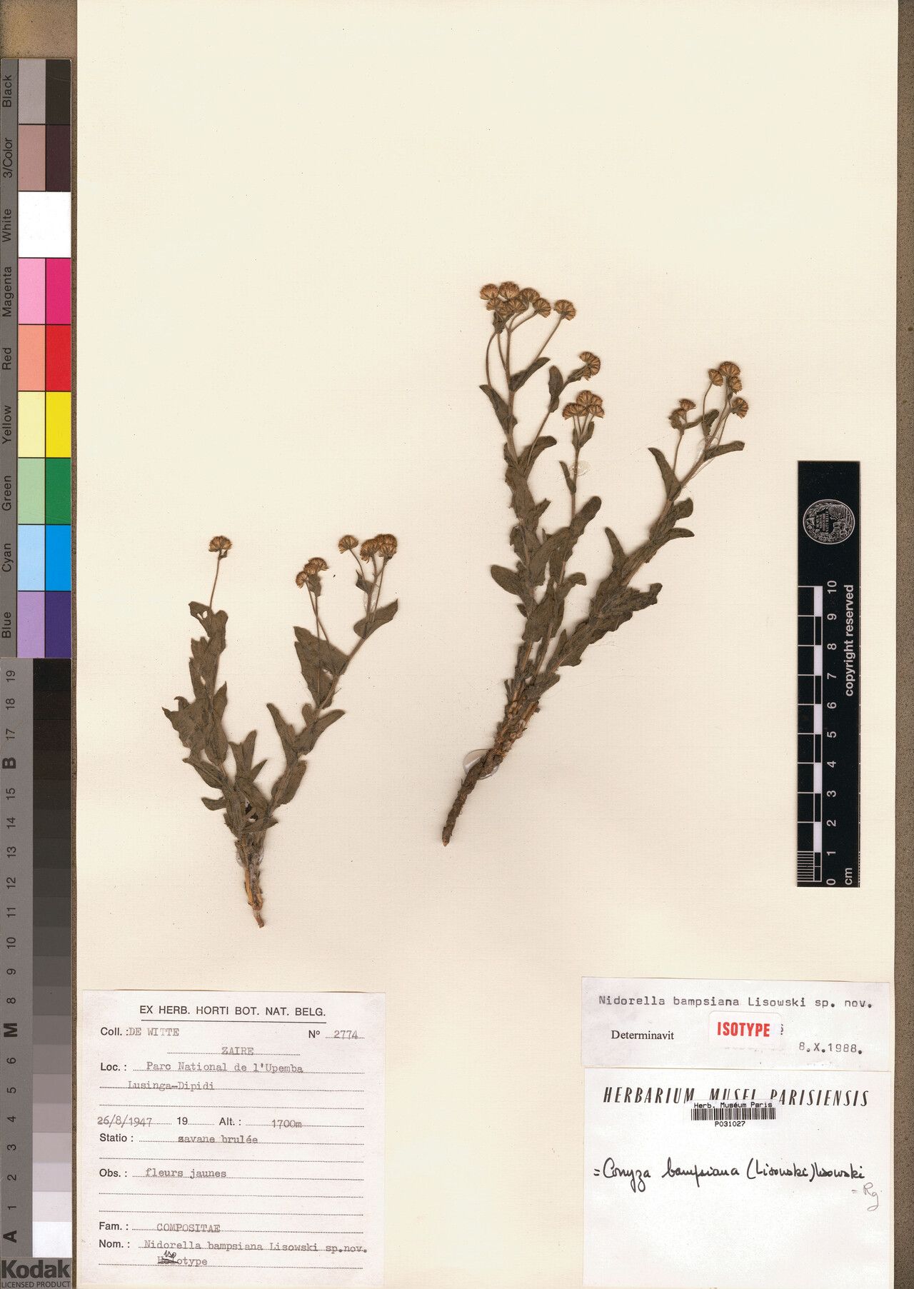 Nidorella bampsiana — related species from the same genus