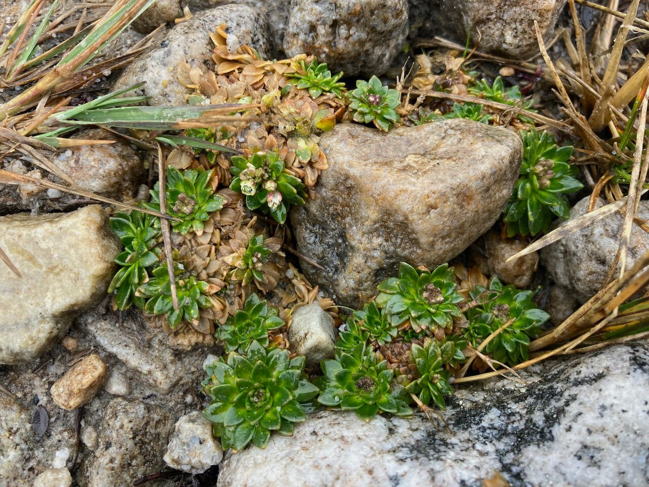 Eudema nubigena habit