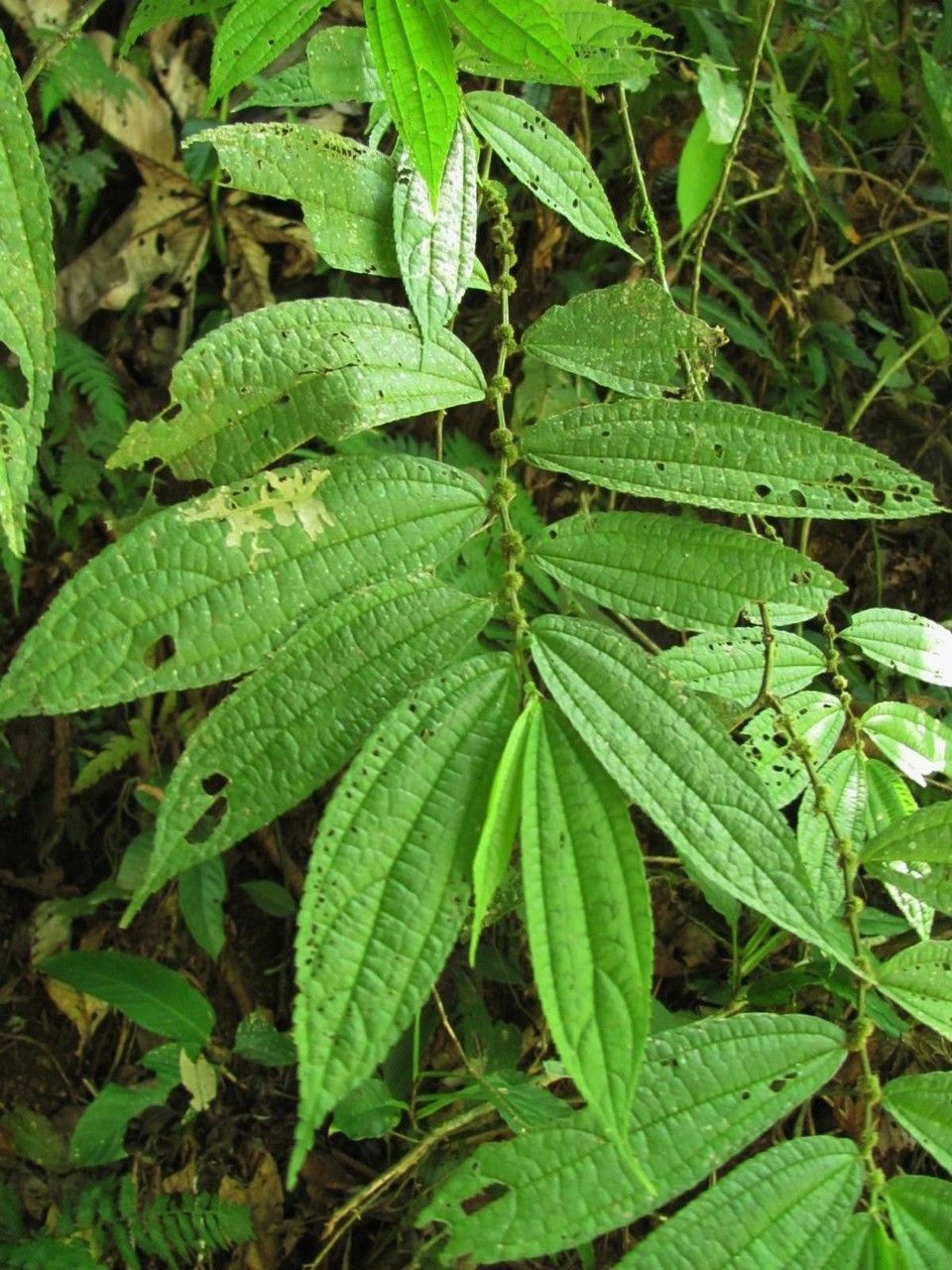 Boehmeria ulmifolia — search result for 'Boehmeria'