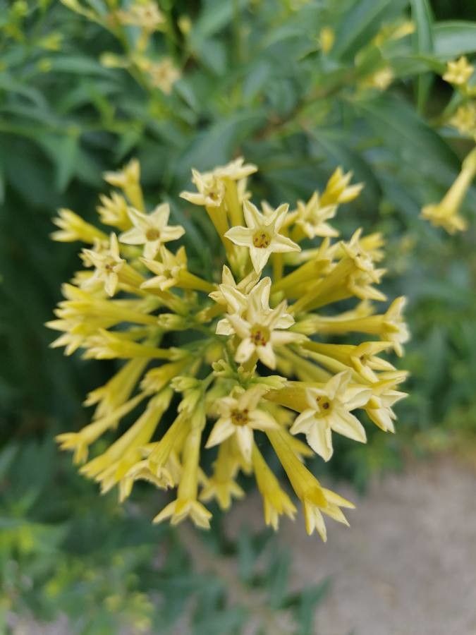 Cestrum parqui flower