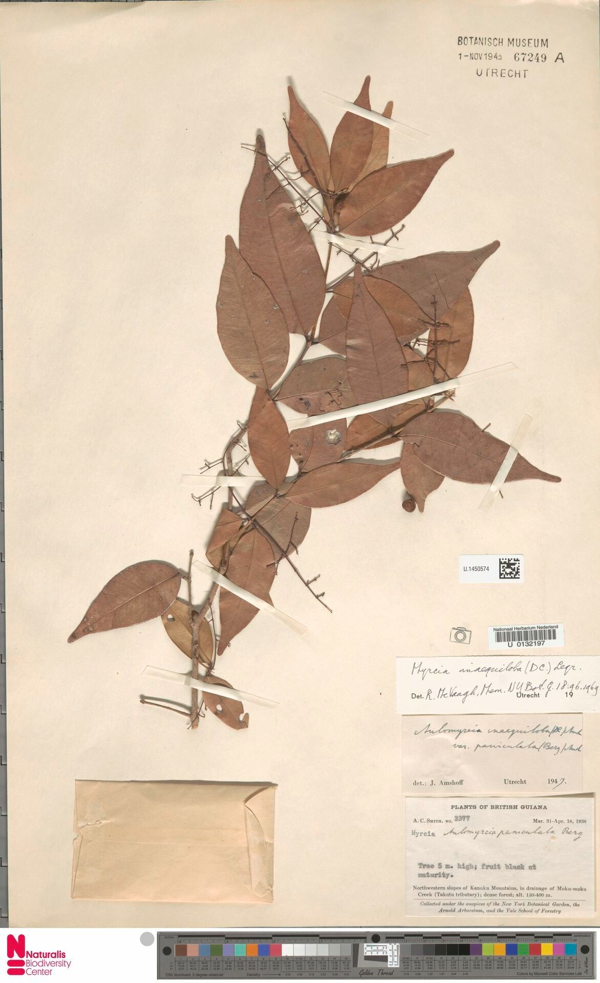 Myrcia inaequiloba — houseplant care guide