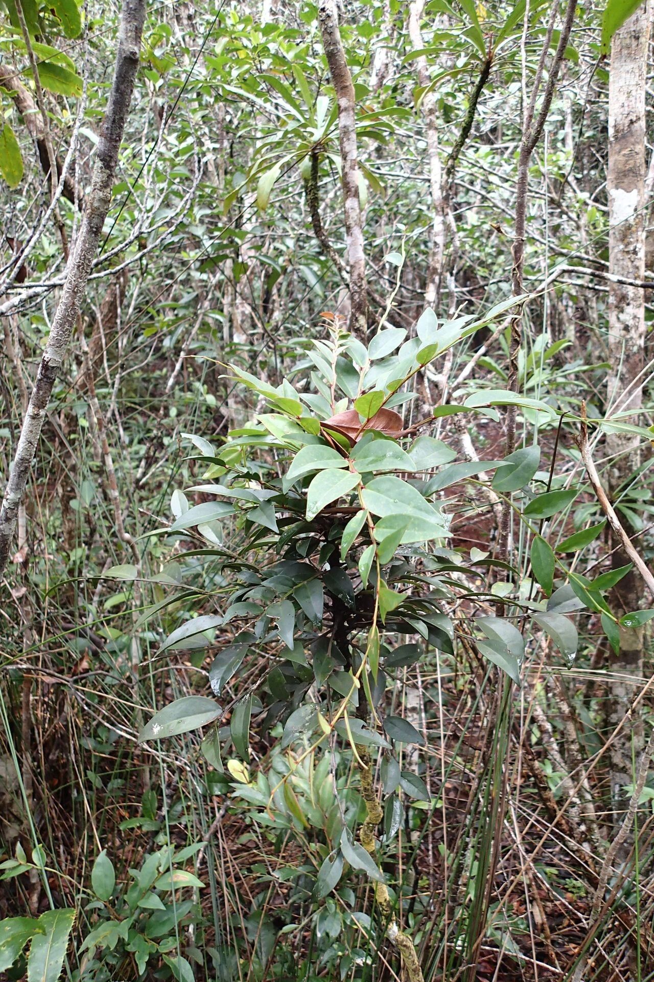 Phyllanthus favieri habit