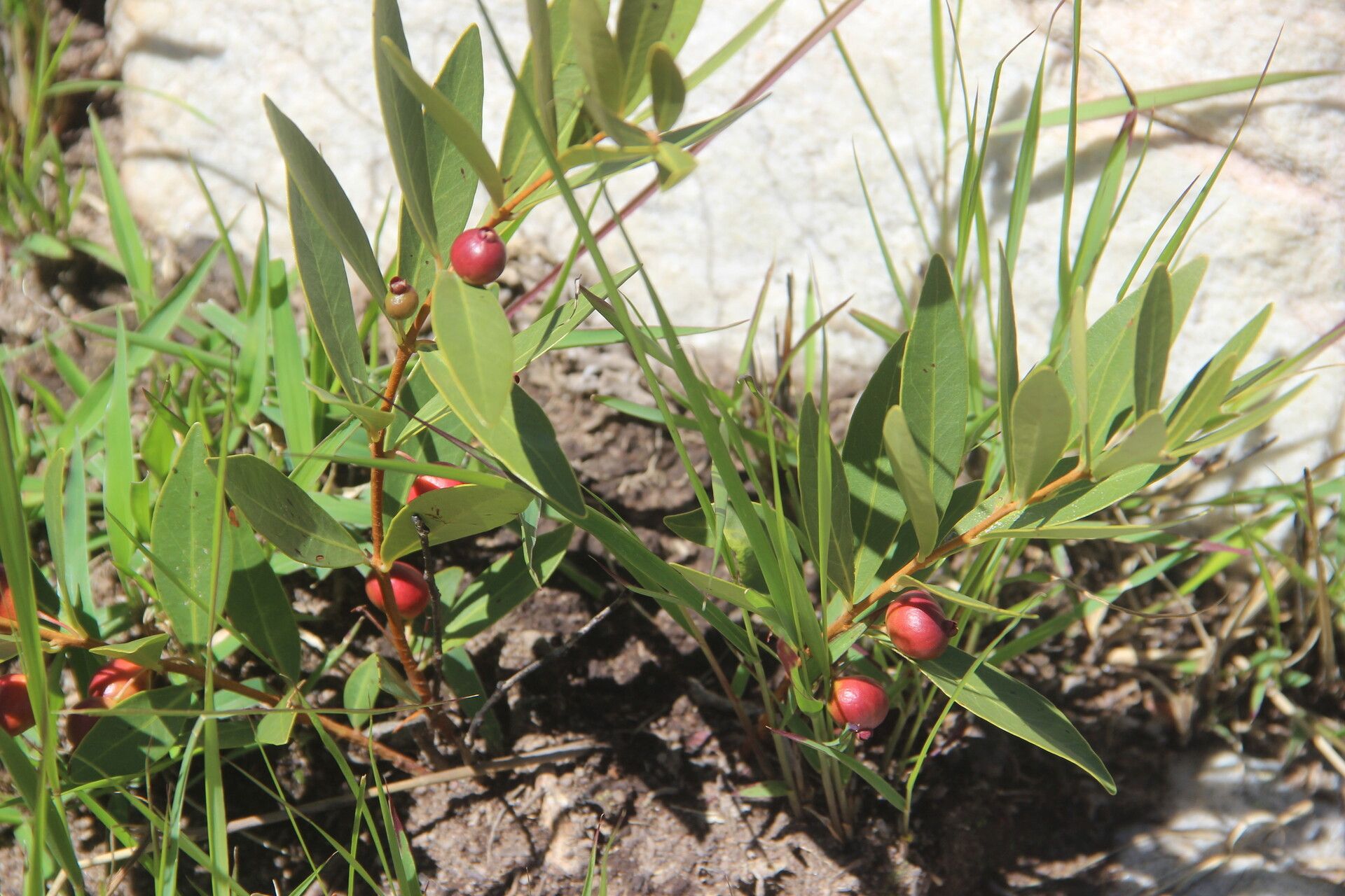 Eugenia malangensis habit