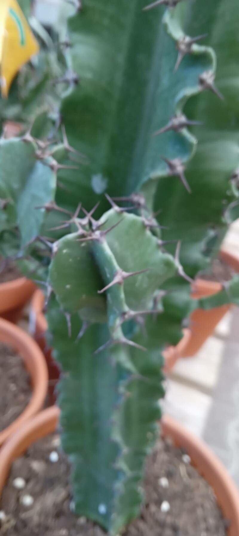 Euphorbia abyssinica bark