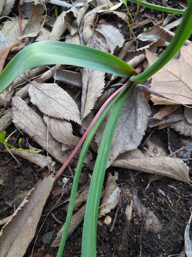 Muscari macrocarpum — search result for 'Muscari'