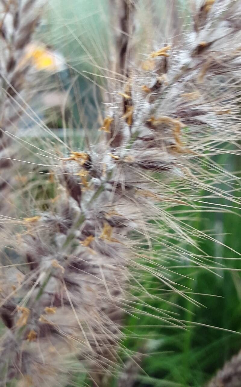 Cenchrus hohenackeri flower