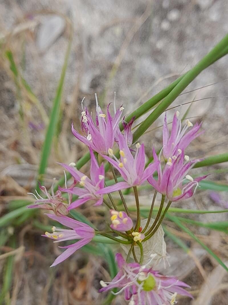 Allium longisepalum flower
