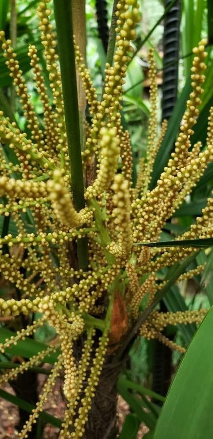 Rhapis excelsa flower