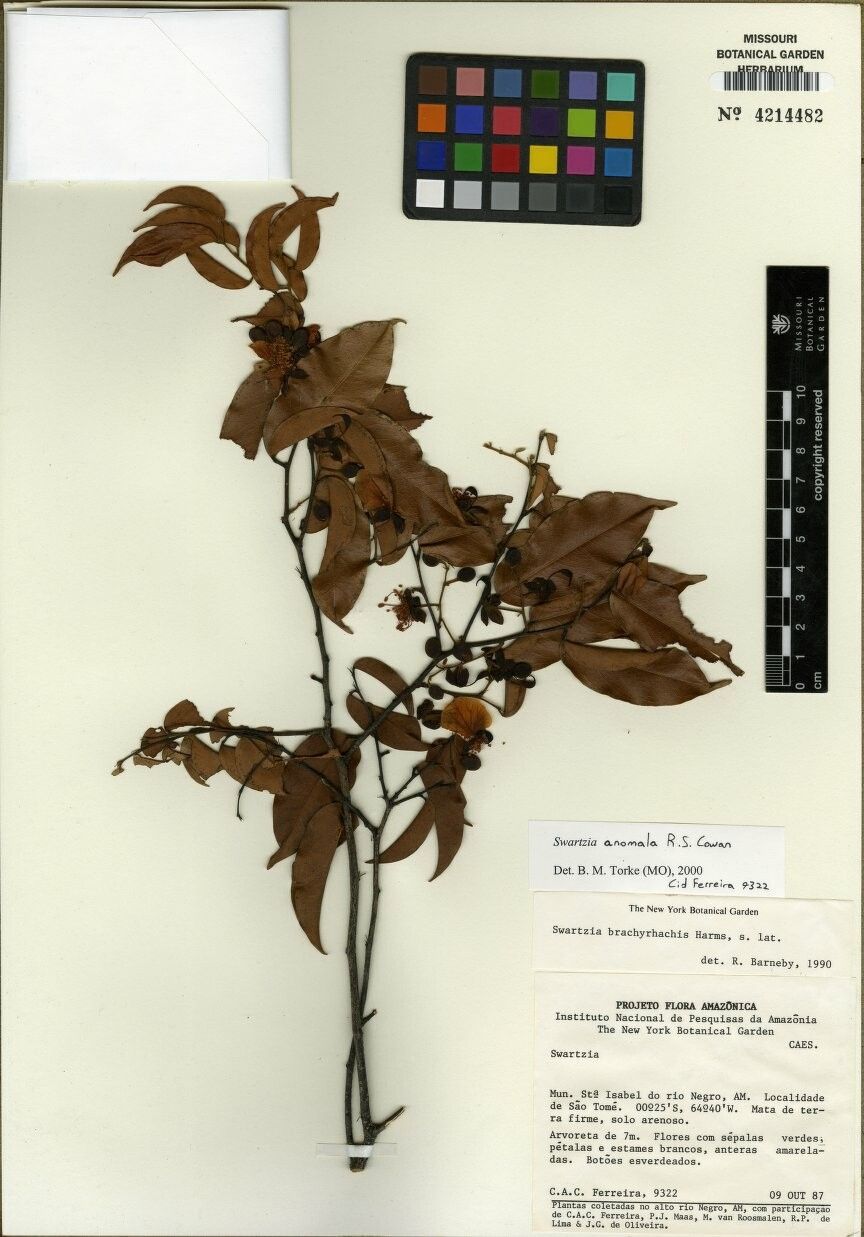 Swartzia anomala other