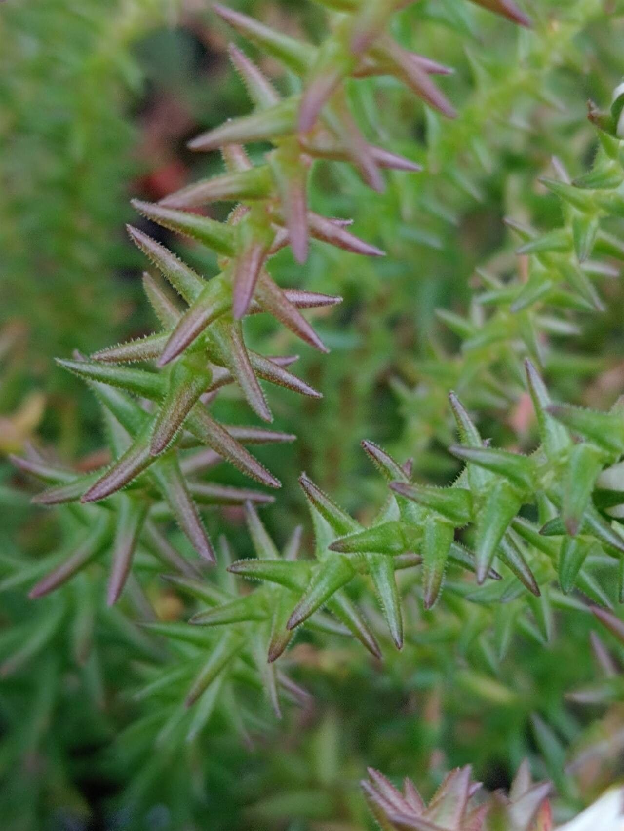 Villadia guatemalensis — related species from the same genus
