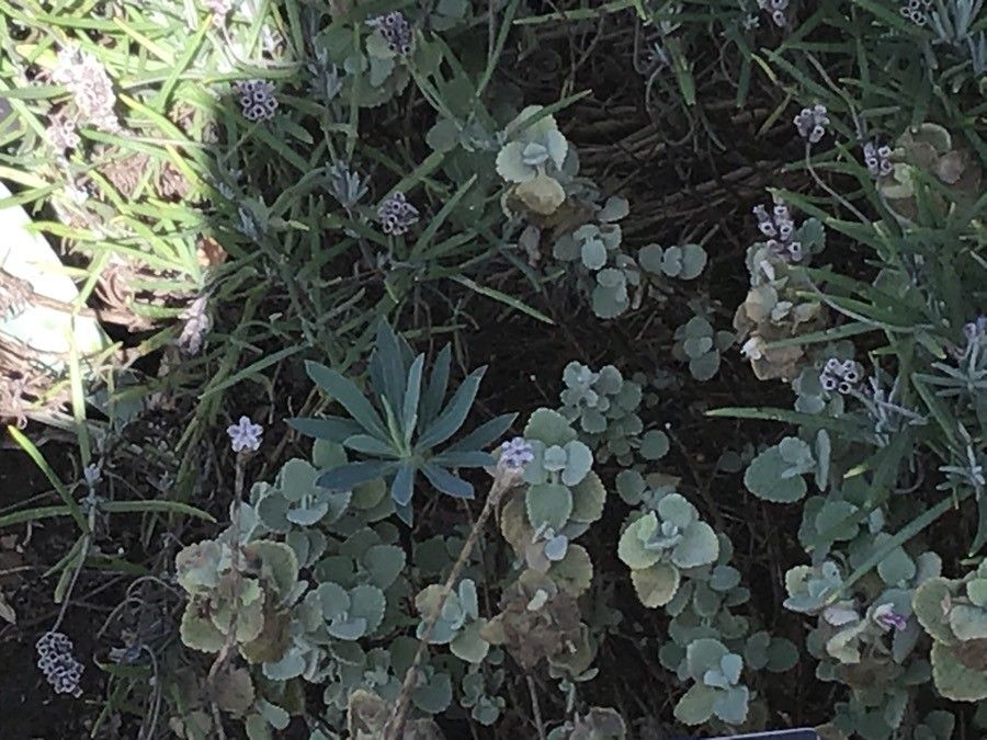 Ballota acetabulosa — related species from the same genus