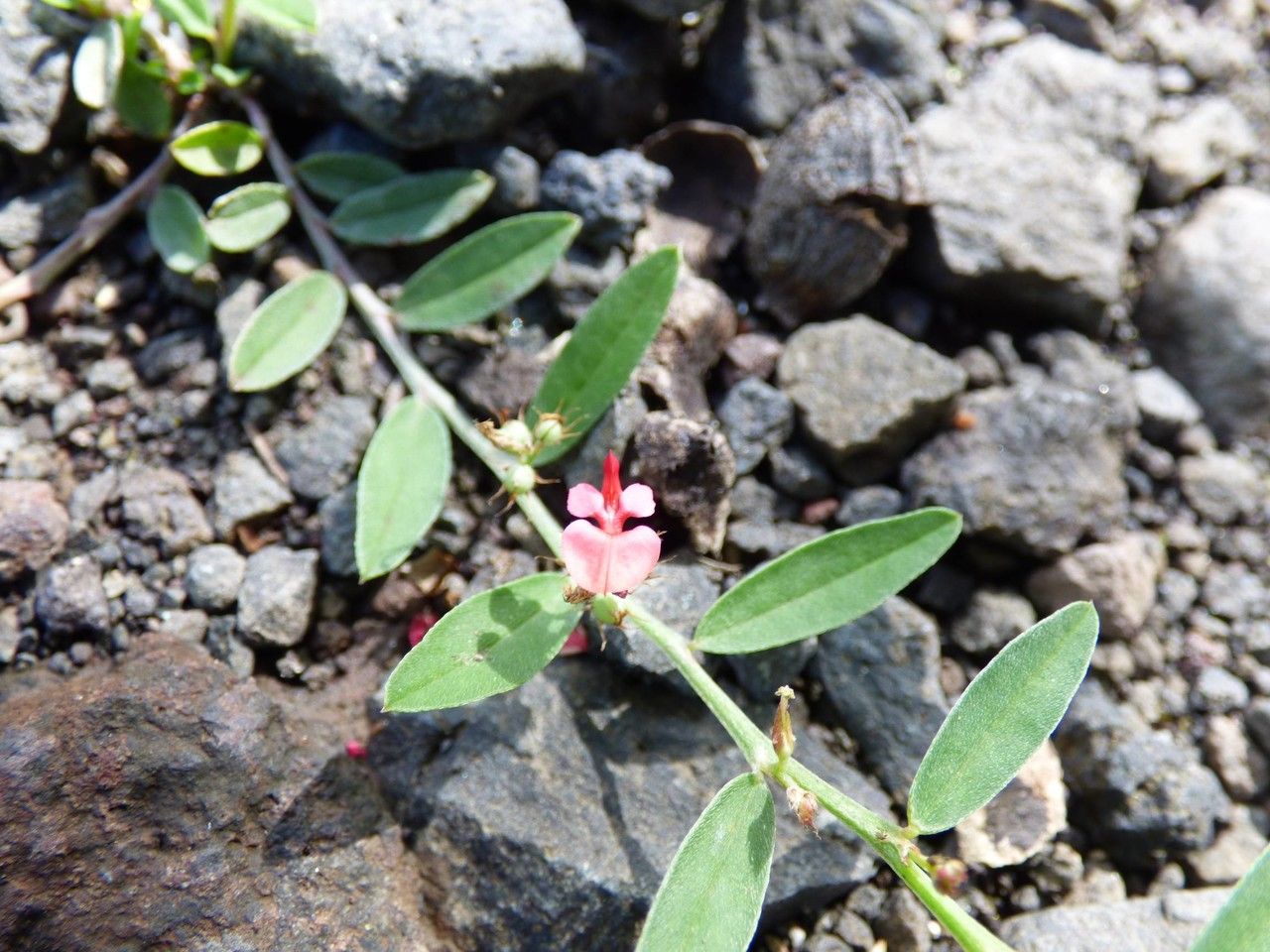 Indigofera linifolia flower