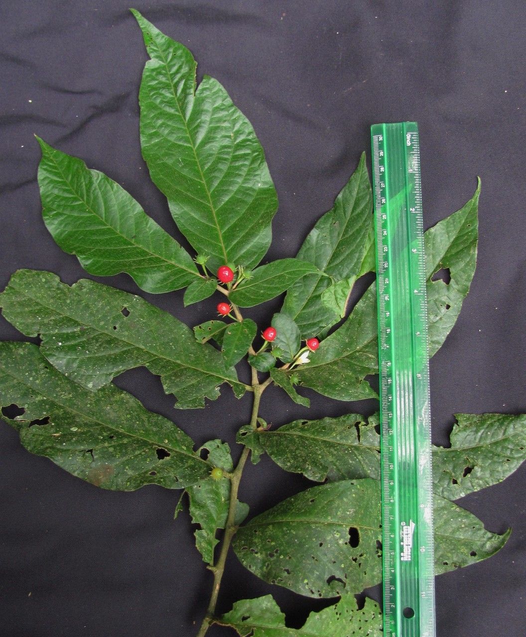 Lycianthes inaequilatera other