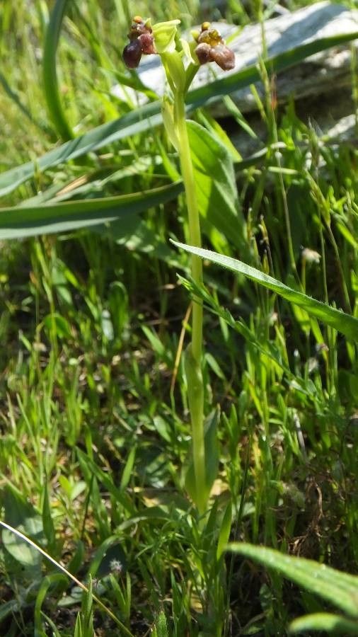 Ophrys bombyliflora habit