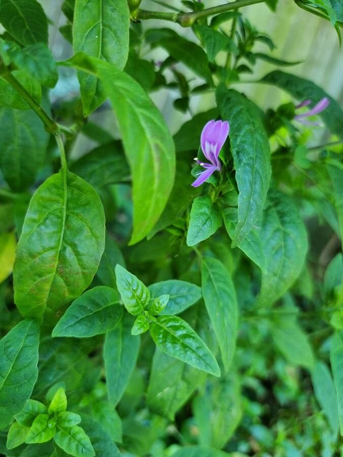 Dicliptera brachiata — related species from the same genus