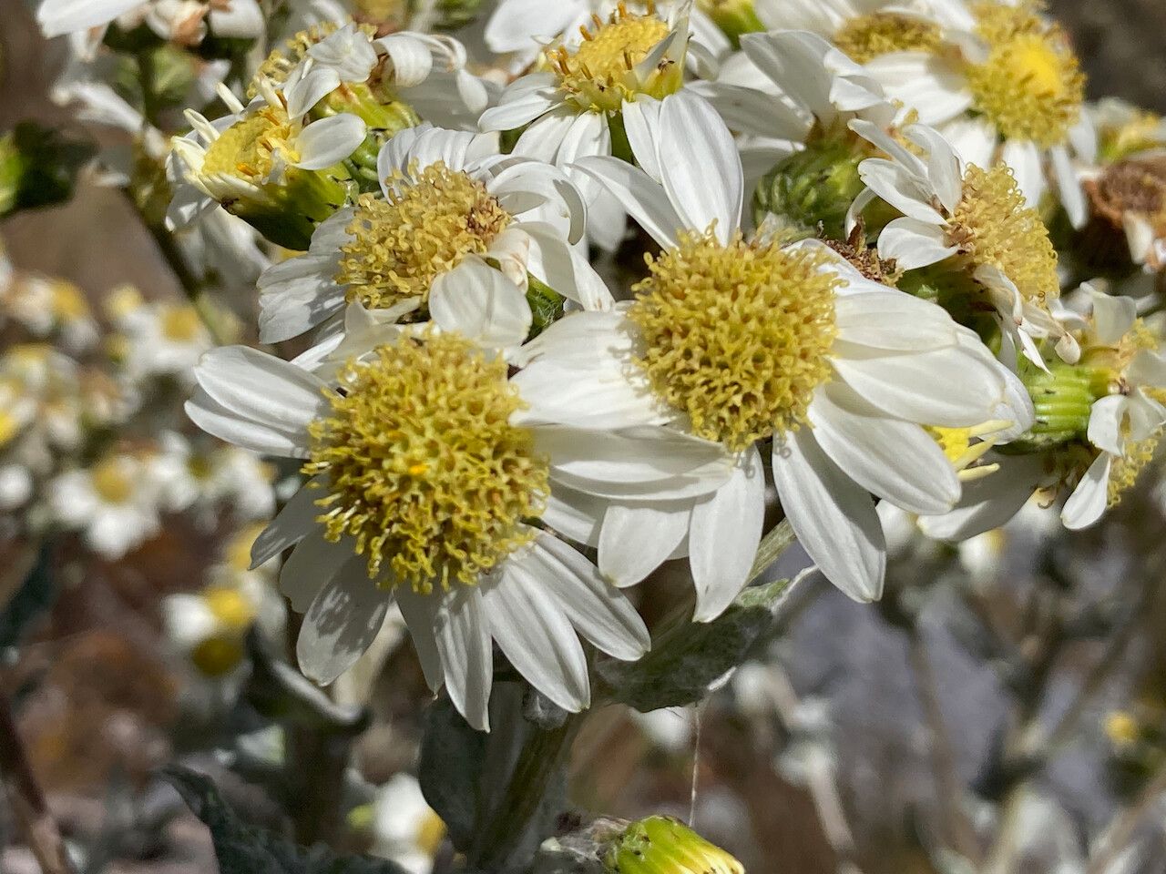 Senecio tergolanatus flower