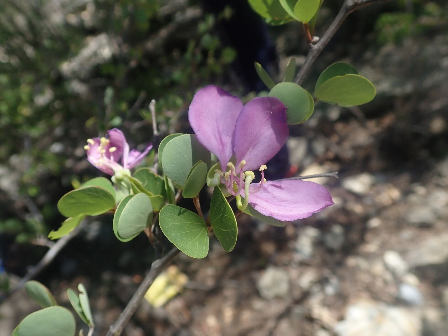Bauhinia xerophyta flower