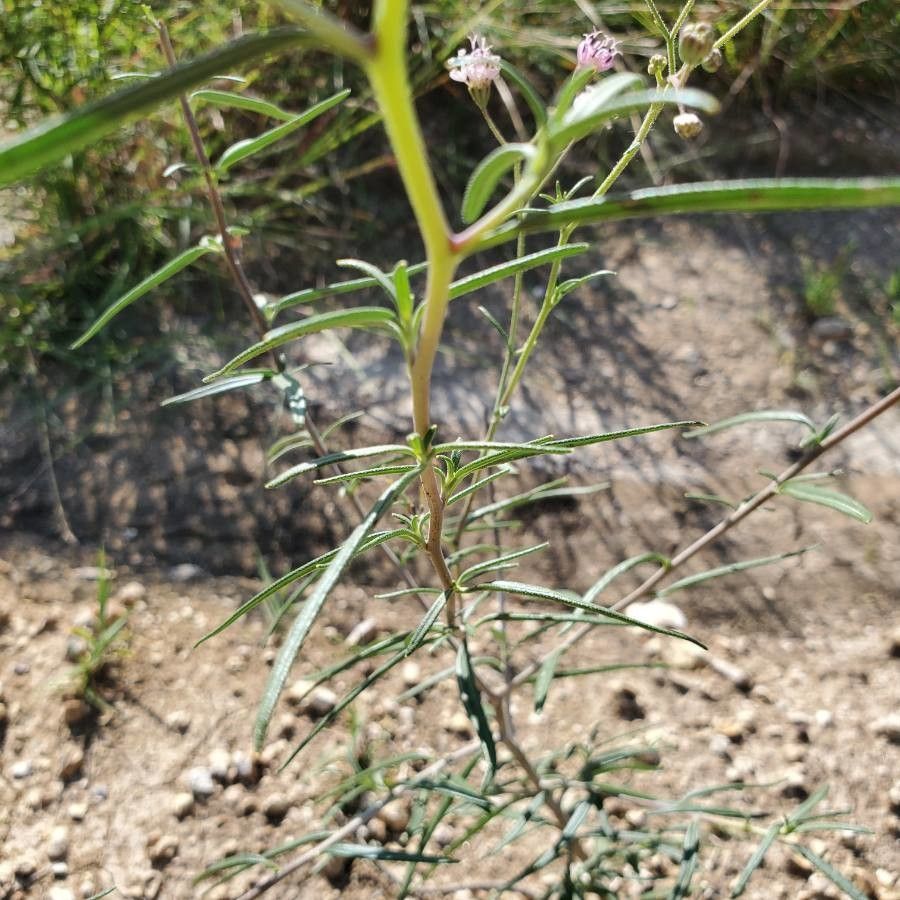 Palafoxia rosea — search result for 'and Chihuahua'