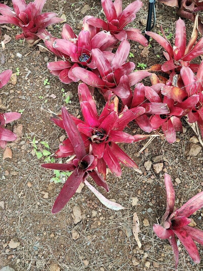 Neoregelia marmorata — houseplant care guide