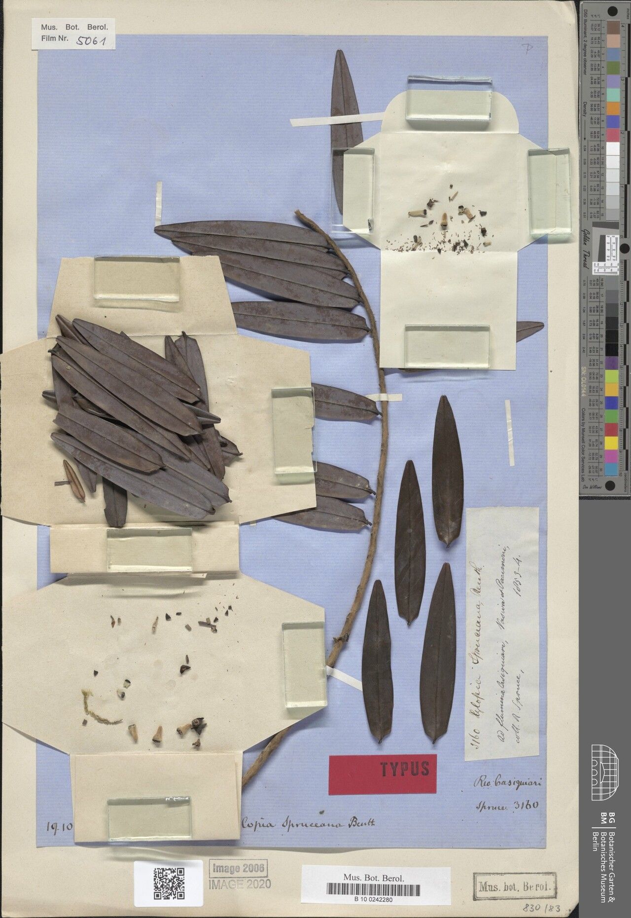 Xylopia spruceana — houseplant care guide