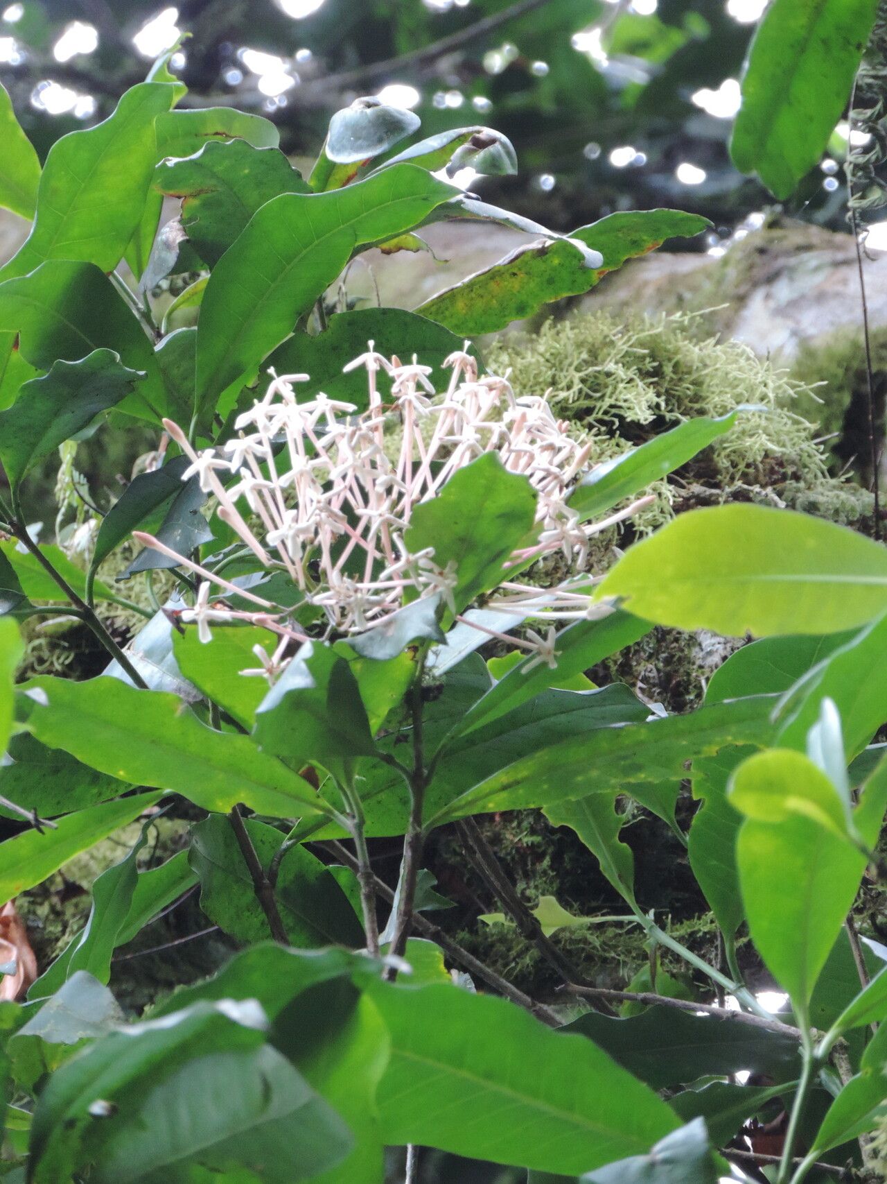 Ixora burundiensis flower