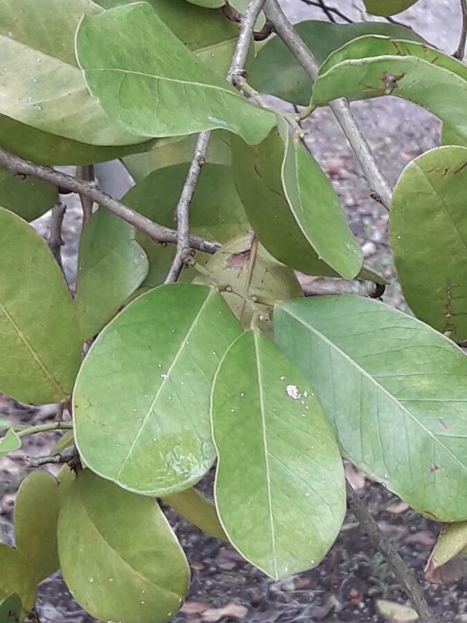 Capparis flexuosa leaf