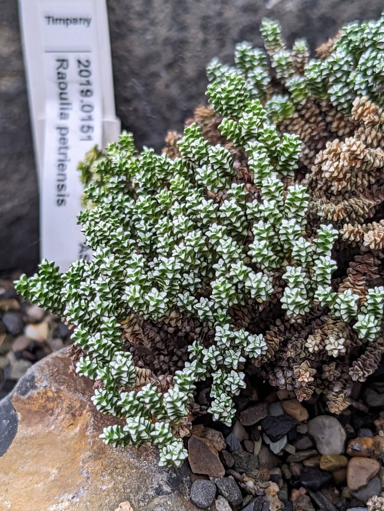 Raoulia petriensis — related species from the same genus