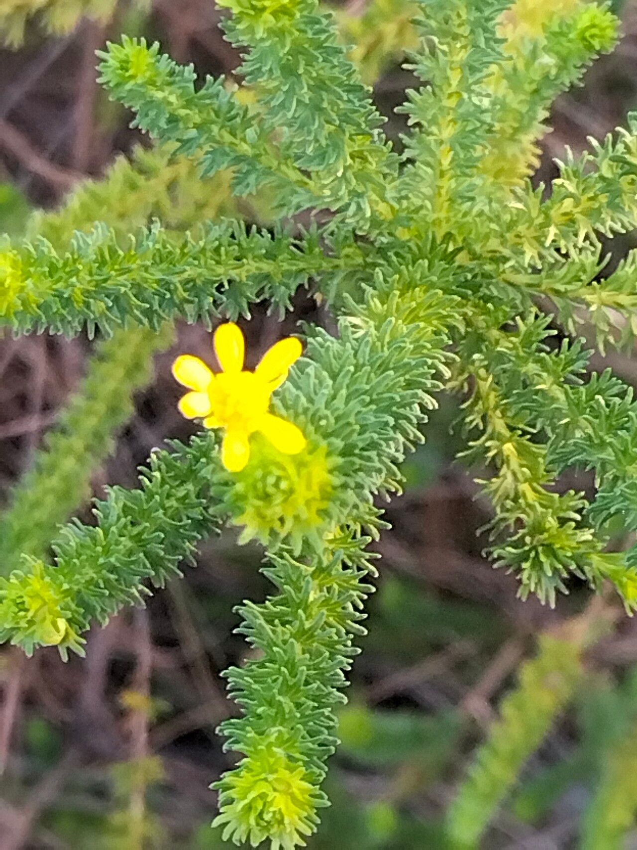 Euryops virgineus — search result for 'Euryops'