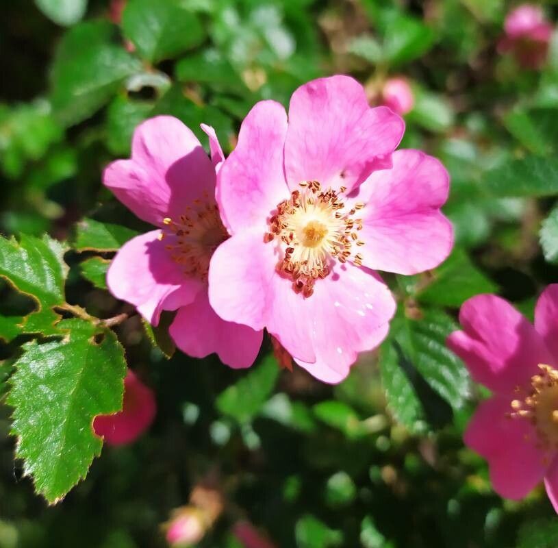 Rosa sicula flower