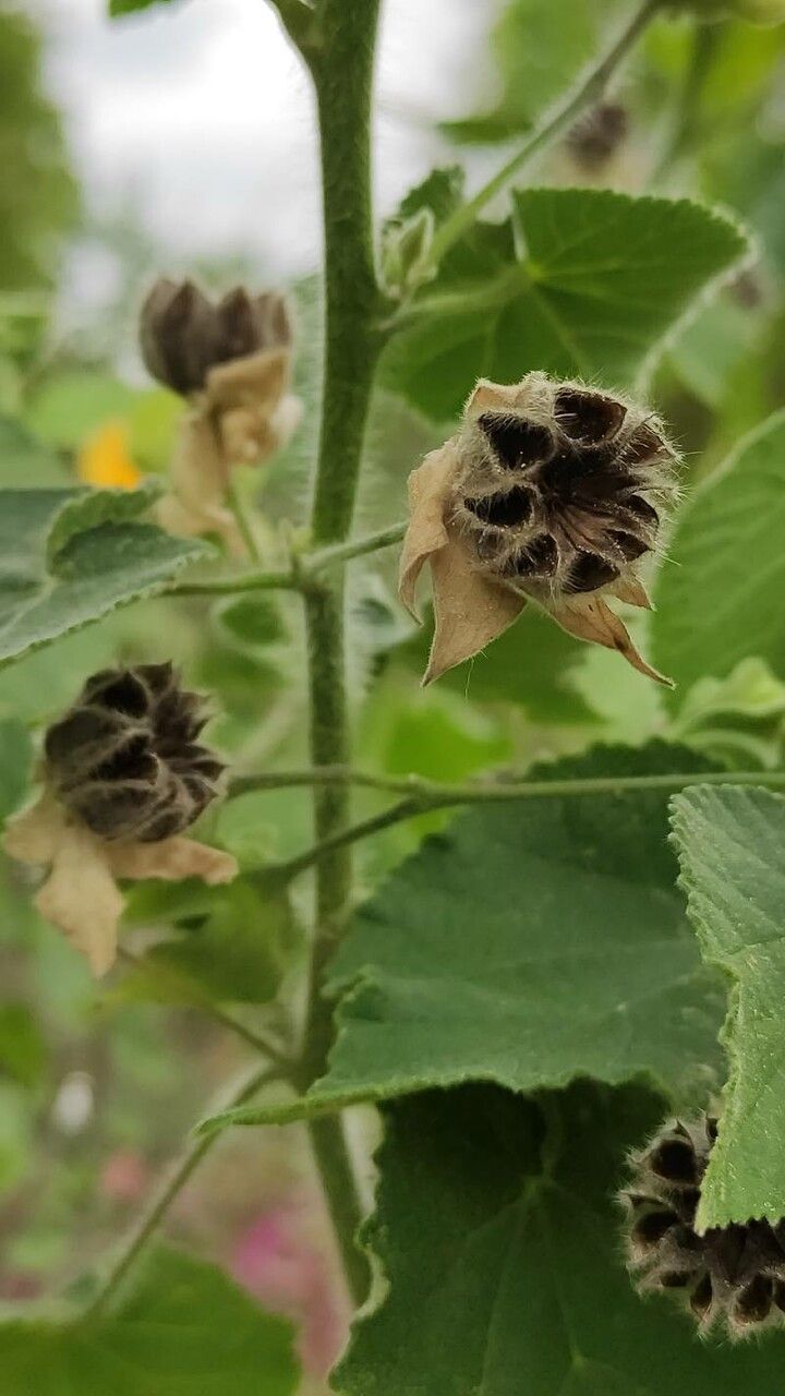 Abutilon mollissimum fruit
