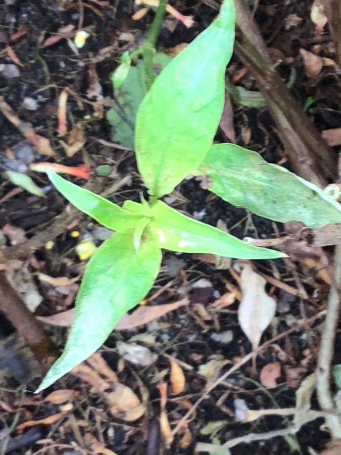 Cuphea caeciliae — search result for 'Cuphea'