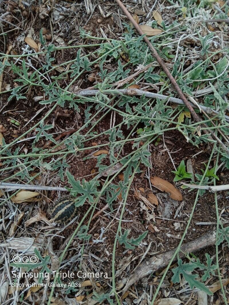 Cucumis ficifolius fruit