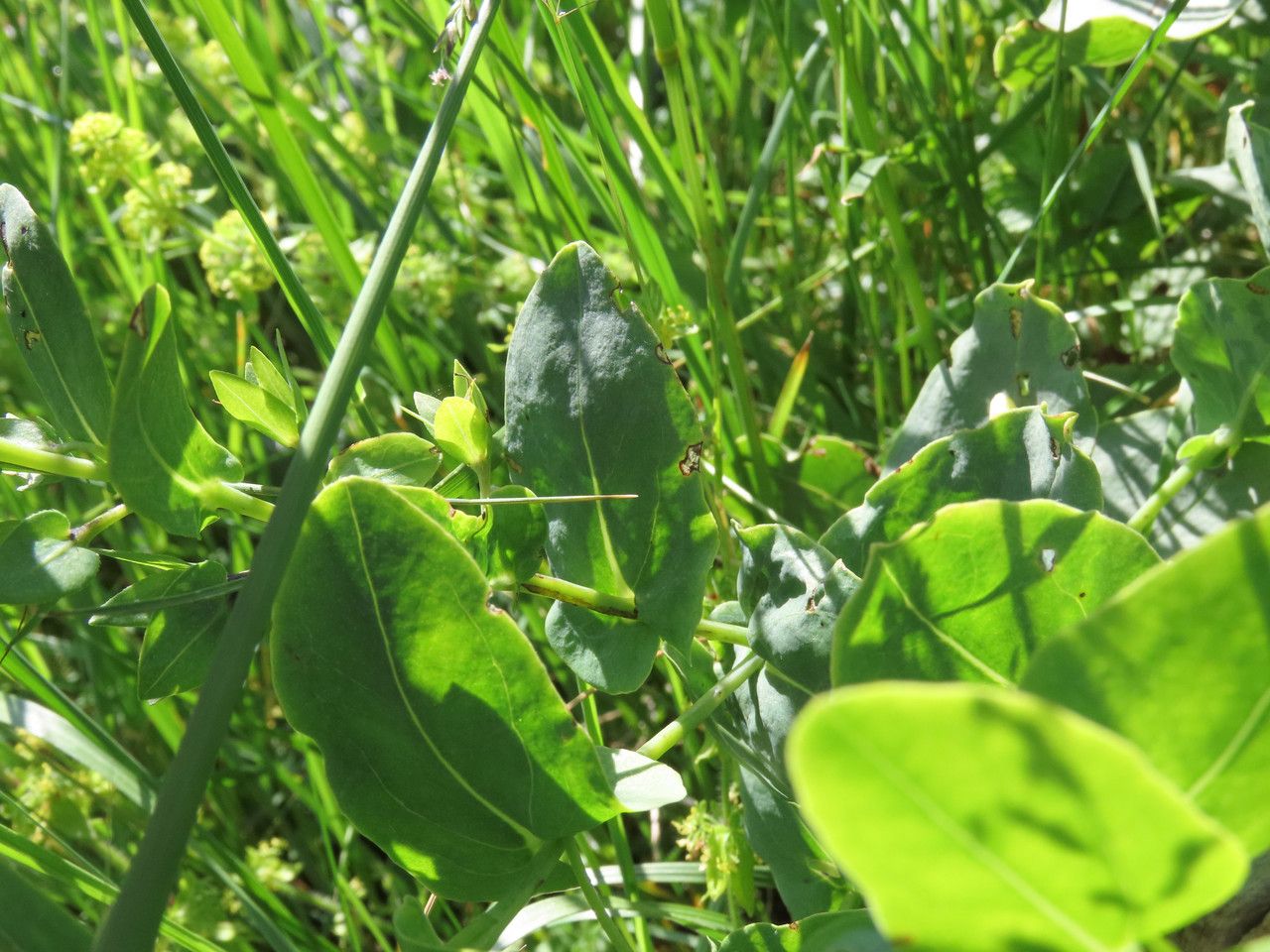 Cerinthe minor — related species from the same genus