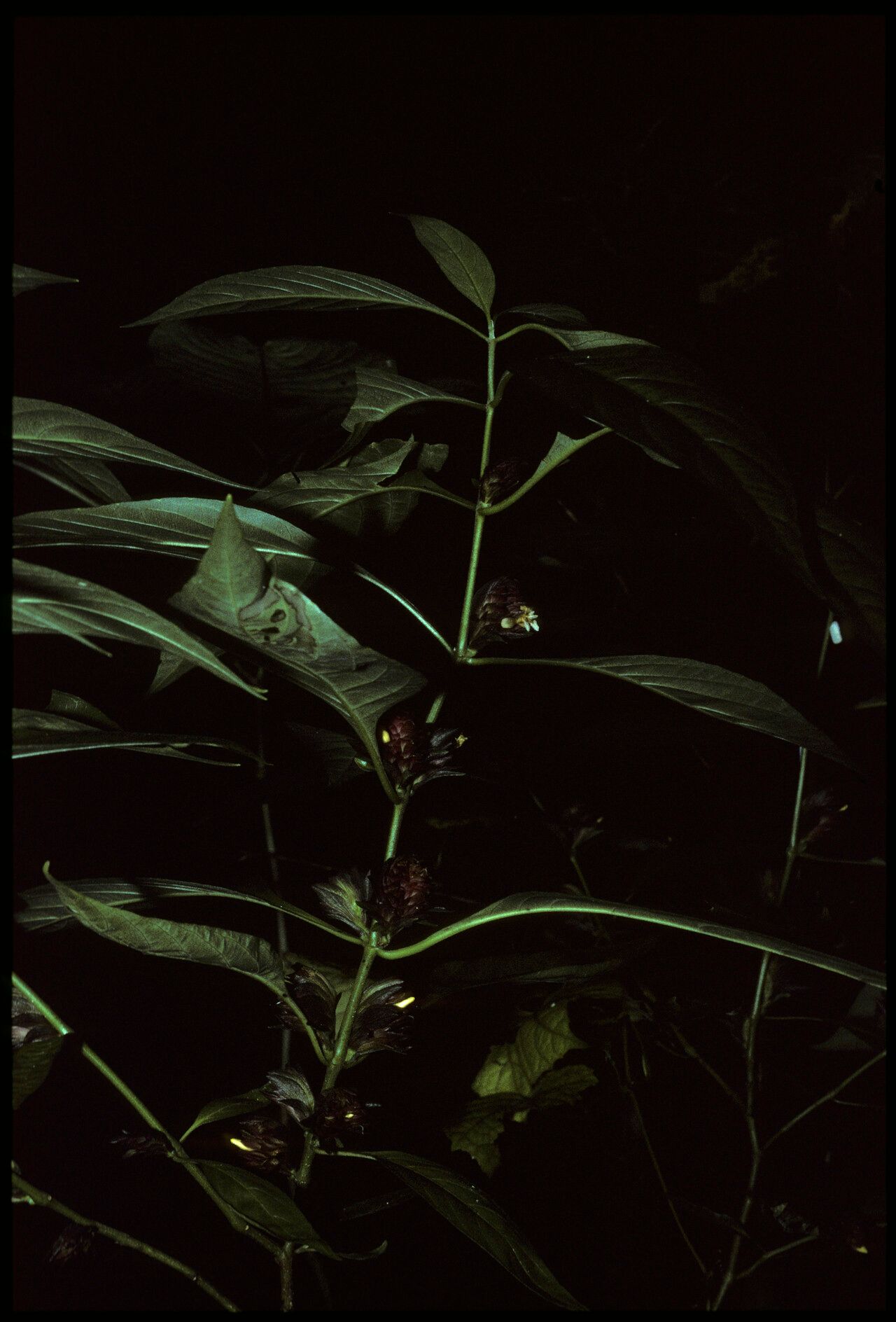 Lepidagathis madagascariensis — houseplant care guide