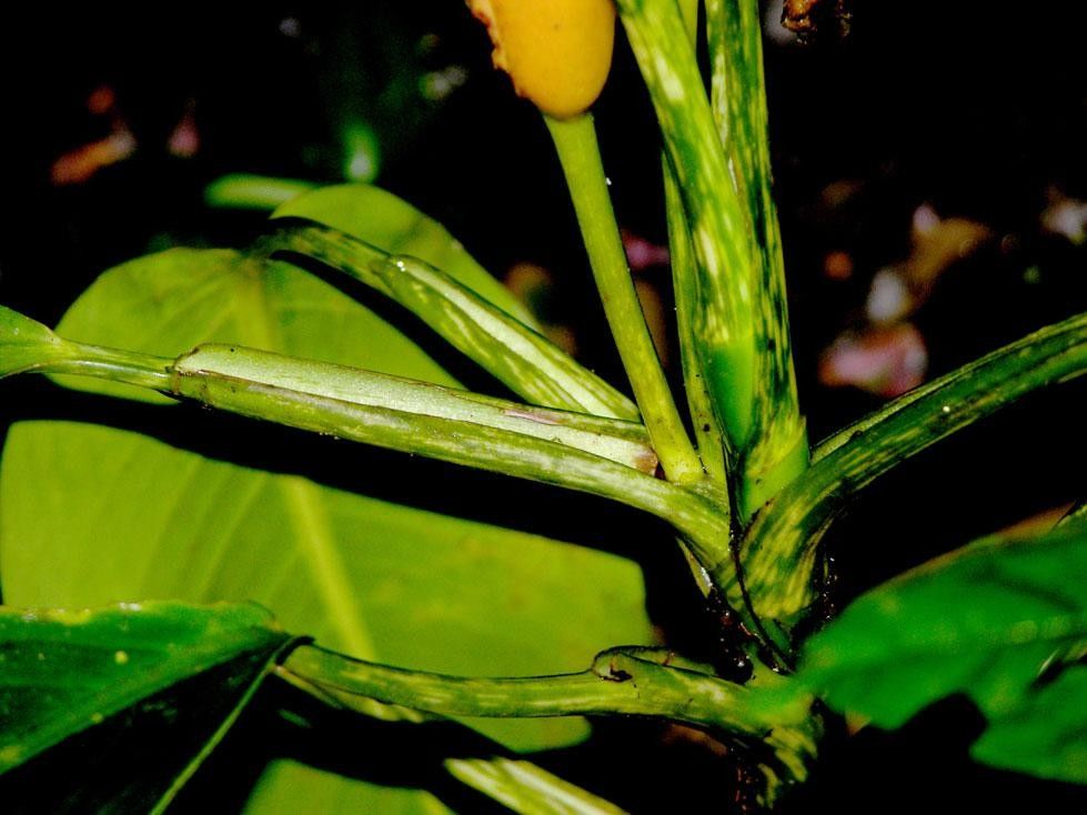 Dieffenbachia concinna bark