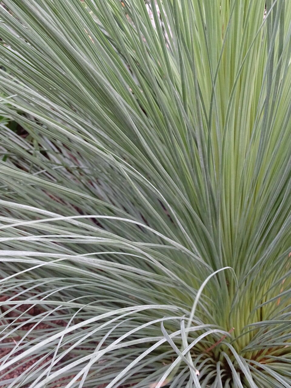 Xanthorrhoea preissii — houseplant care guide