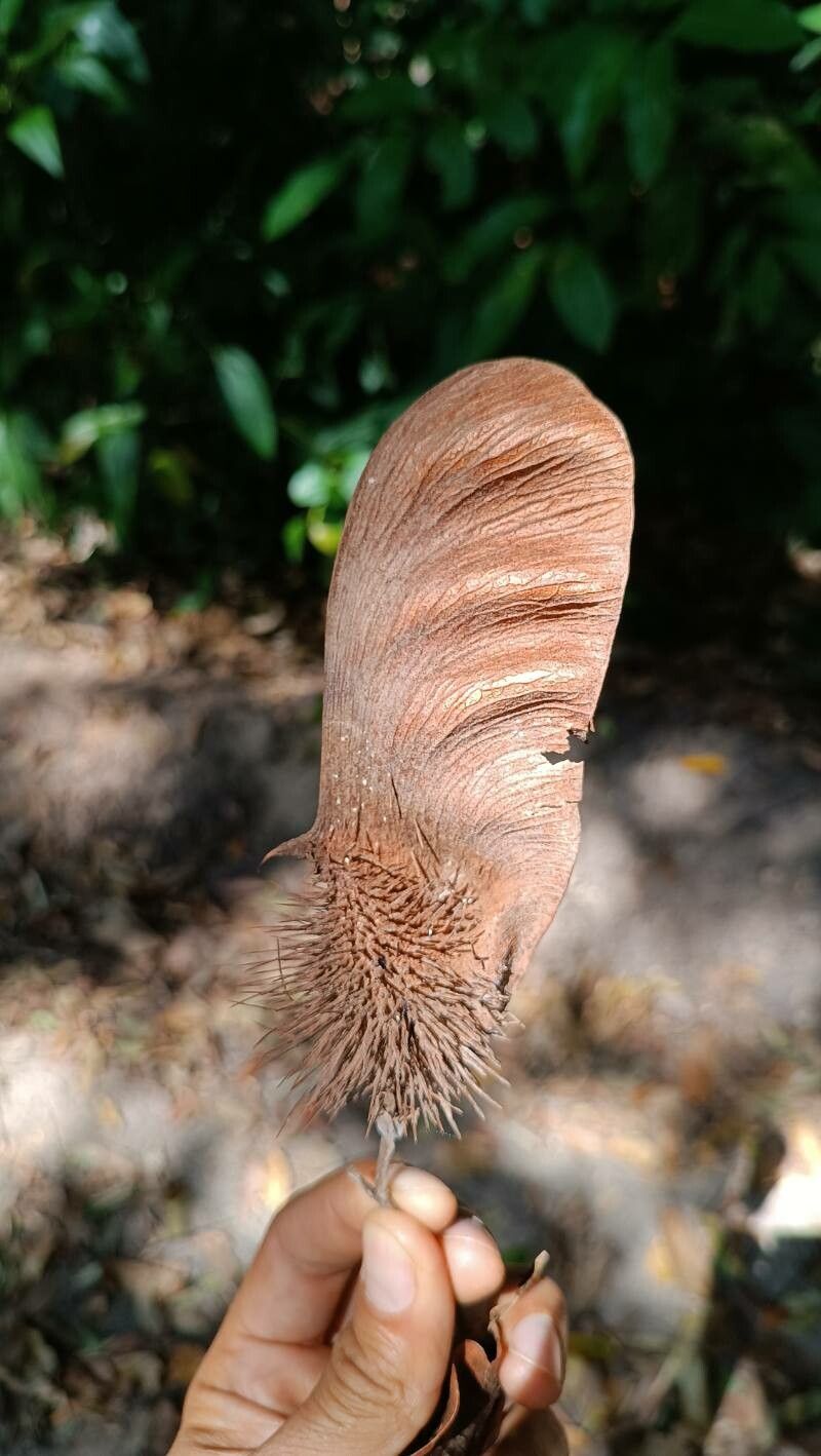 Centrolobium paraense — related species from the same genus