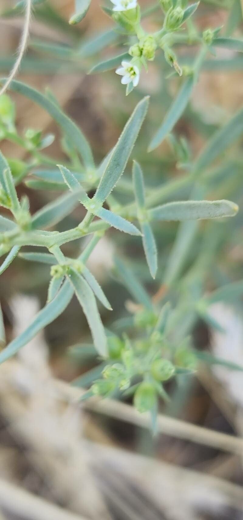 Thesium kotschyanum — houseplant care guide