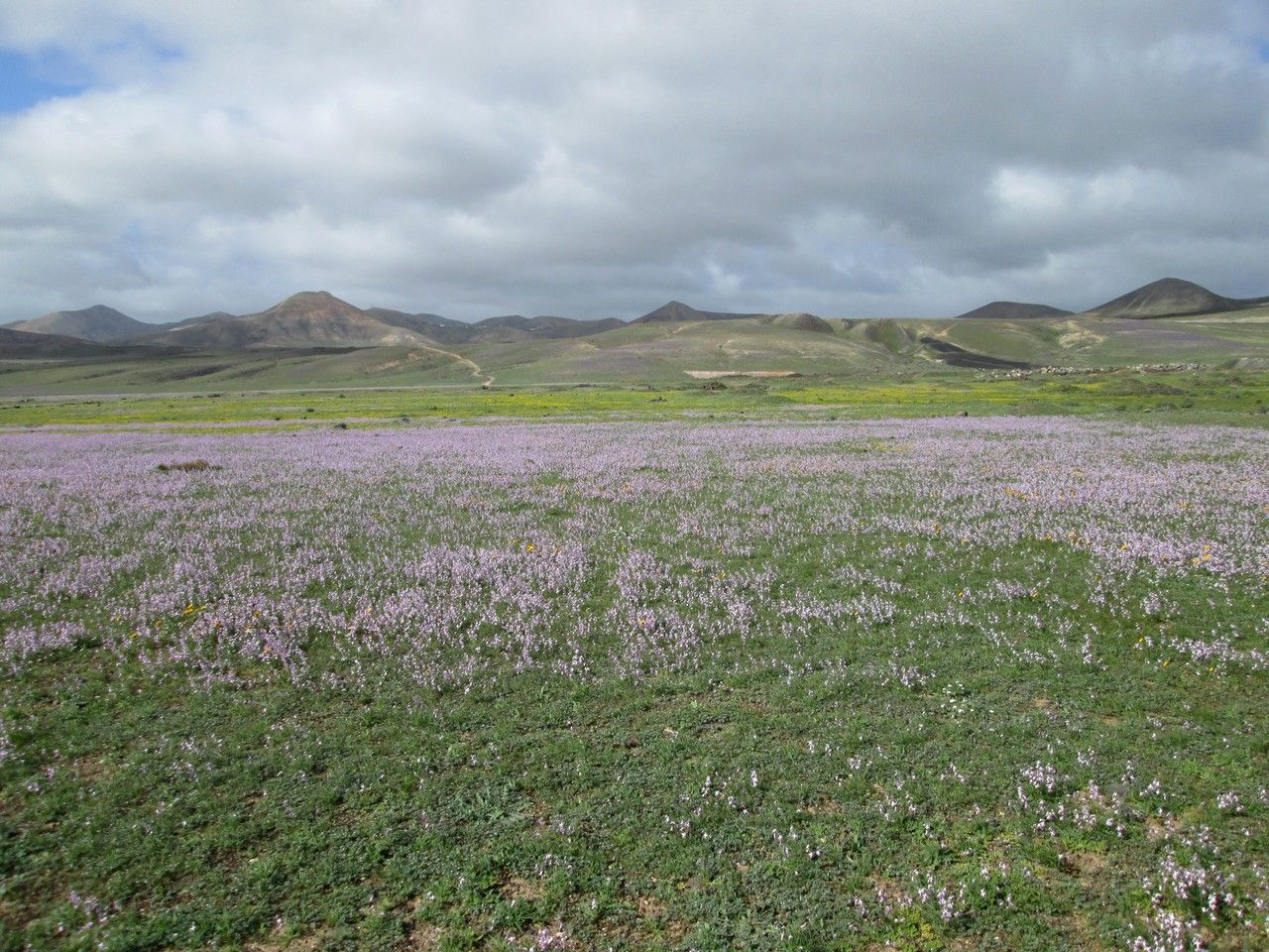 Matthiola bolleana habit