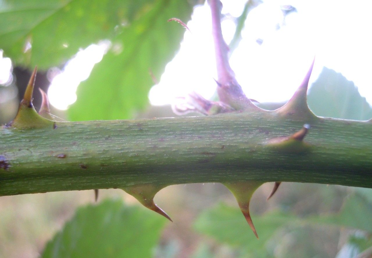 Rubus goniophorus bark